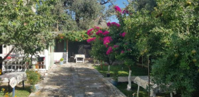 The Olive Grove
